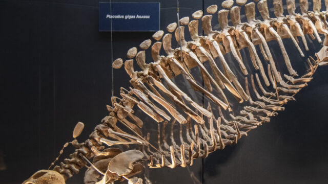 Skelett Urweltmuseum Oberfranken